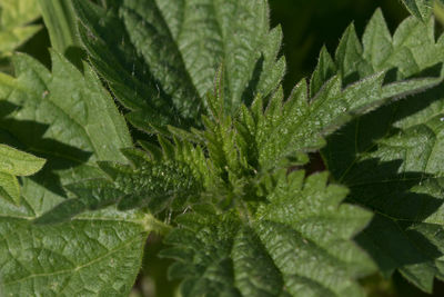 Extreme close up of leaf