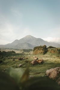 Scenic view of landscape against sky