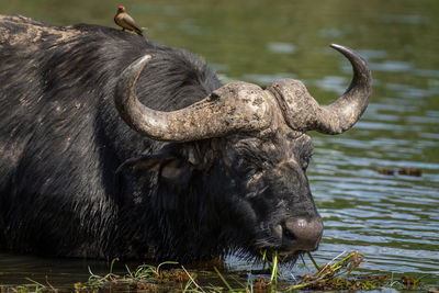 Close-up of a buffalo