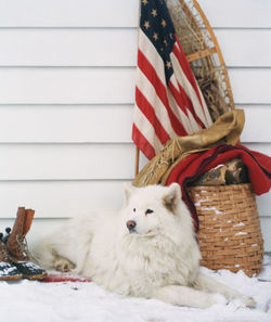 White dog with american flag in background