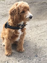 Dog looking away in street