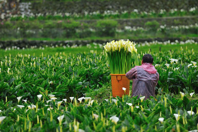 Rear view of farmer harvesting flowers at farm