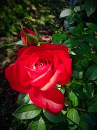 Close-up of red rose blooming outdoors