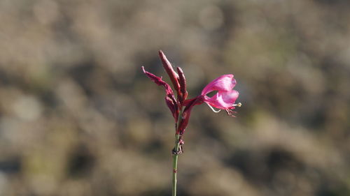 Close-up of pink flowering plant