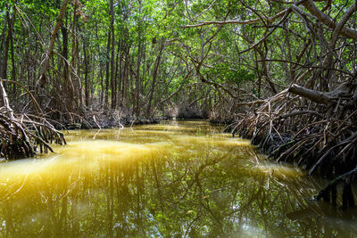 Scenic view of river amidst trees in forest