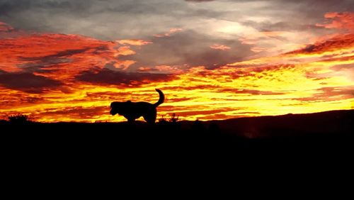 Silhouette of horse standing on field