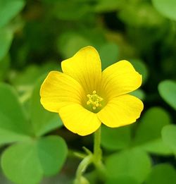 Close-up of yellow flower blooming outdoors