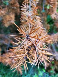 Close-up of wilted plant on field