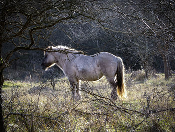 Side view of horse standing on land