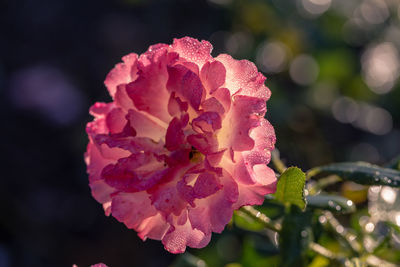 Close-up of pink rose flower