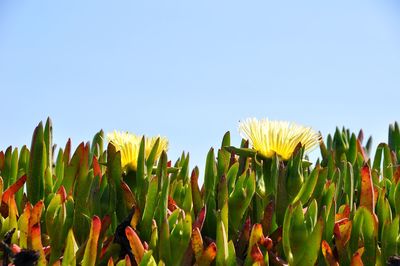 Low angle view of plants against clear sky