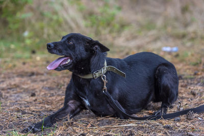 Black dog looking away