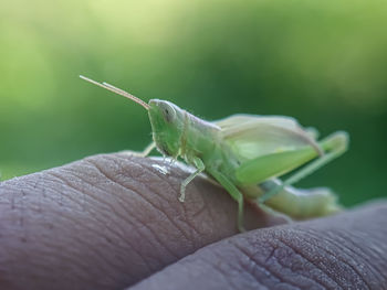 Close-up of human hand