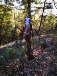 View of tree trunk in forest