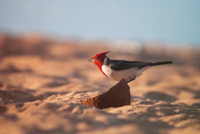 Close-up side view of a bird