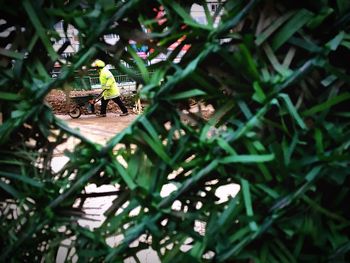 Close-up of insect on leaf