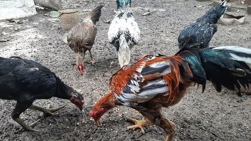 High angle view of rooster on land