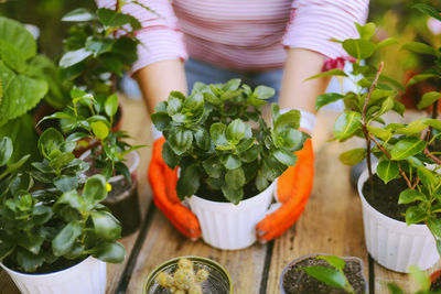 High angle view of woman gardening