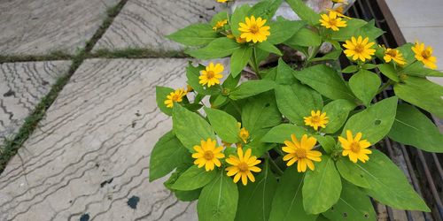 High angle view of yellow flowering plant leaves