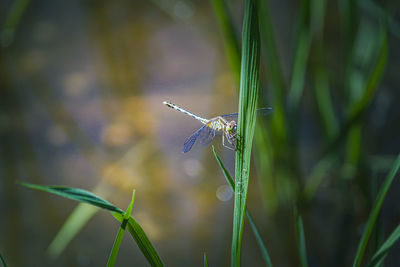 Close-up of insect on grass