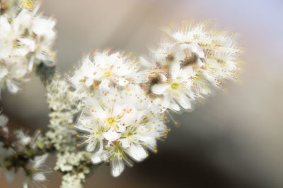 Close-up of white flowering plant