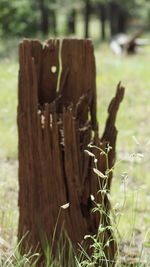 Close-up of tree stump on field