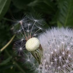 Close-up of dandelion on plant