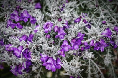 Close-up of purple flowers