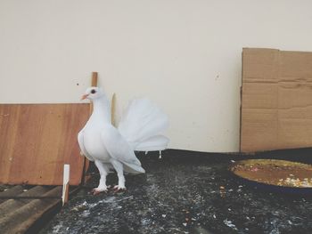 White bird on floor