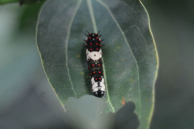 Close-up of insect on plant