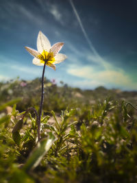 Close-up of flowering plant on land against sky