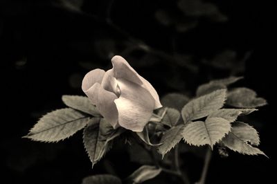 Close-up of flower blooming outdoors