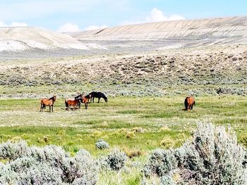 Horses in a field