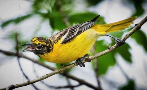 Close-up of bird perching on branch