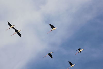 Low angle view of birds flying in sky