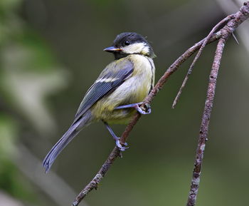 Close-up of great tit perching on twig