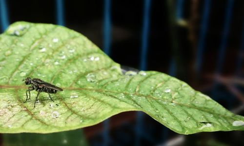 Close-up of insect on leaf