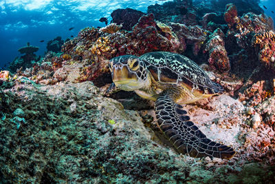Turtle swimming in sea