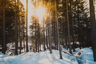 Trees on snow covered field during winter