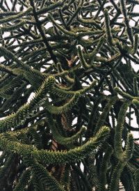 Full frame shot of tree branches