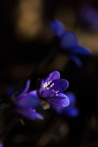 Close-up of purple flowering plant