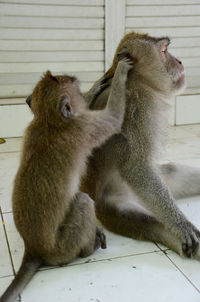 Close-up of monkey sitting outdoors