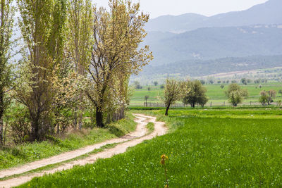 Road amidst field against sky