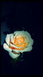 Close-up of rose