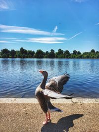 Bird on lake against sky