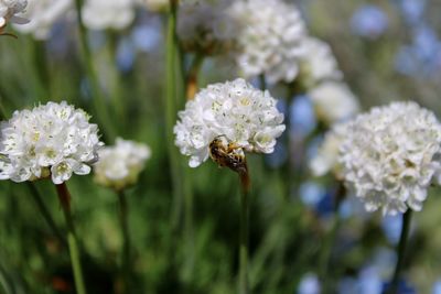 Close-up of white flowering plant