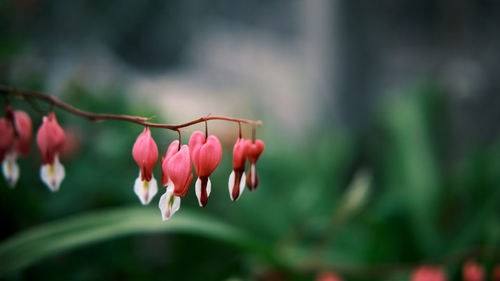 Close-up of pink flower