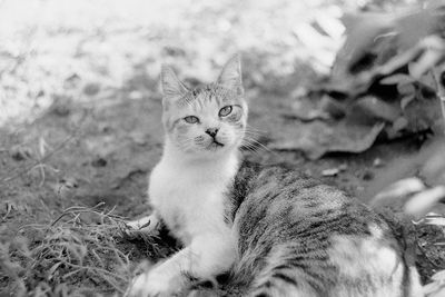 Portrait of cat sitting outdoors