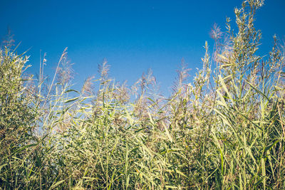 Close-up of plants growing on field against clear blue sky