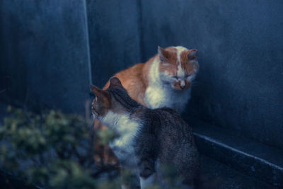 High angle view of cats sitting against wall